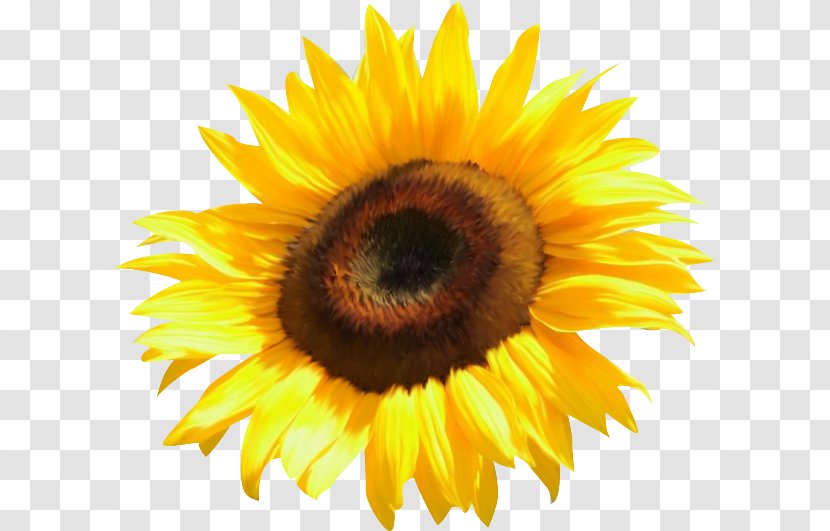 Common Sunflower Clip Art - Flower - Watercolor Transparent PNG