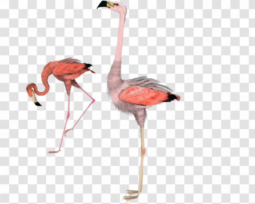 Water Bird Flamingo DeviantArt Clip Art - Stock Transparent PNG