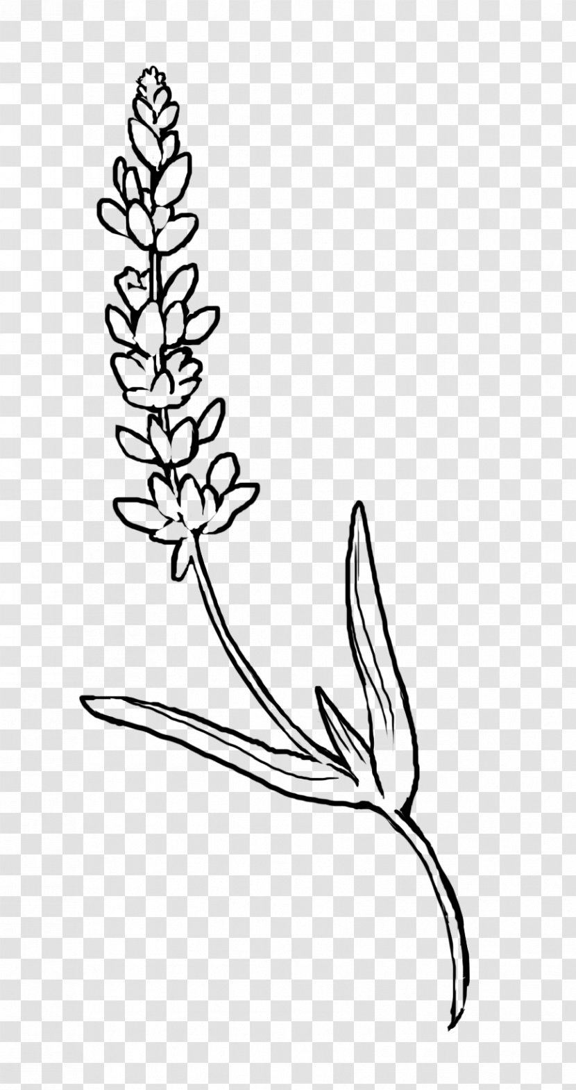 Plant Stem Naver Blog Flower Black And White Clip Art - Ottawa Geegees Transparent PNG