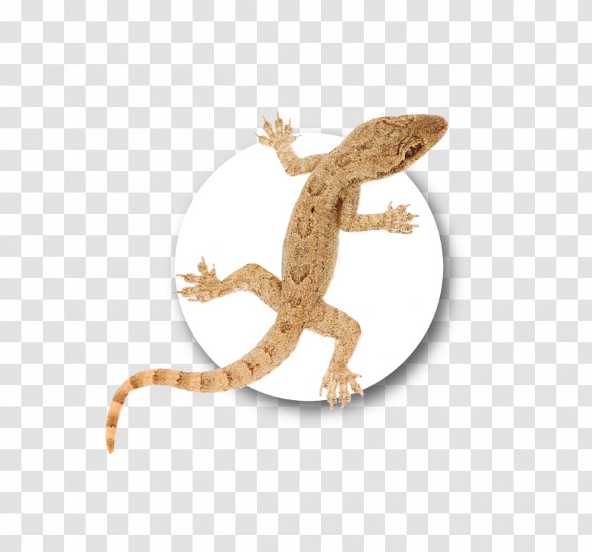 Gecko Fauna Dragon Lizards Transparent PNG