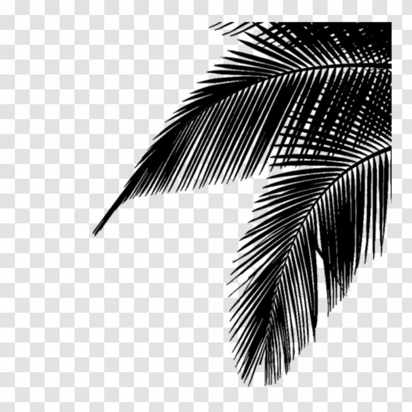 Palm Trees Leaf Image Plants Photograph - Style - Tree Transparent PNG