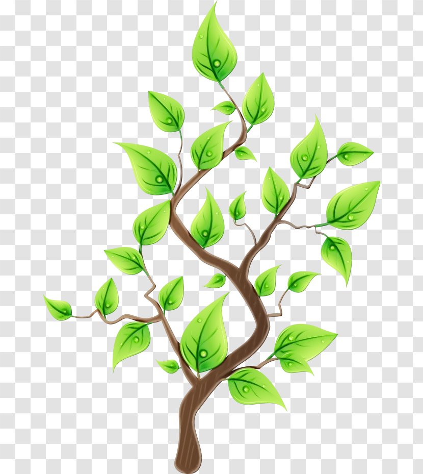 Branch Leaf Plant Flower Tree - Flowering Woody Transparent PNG