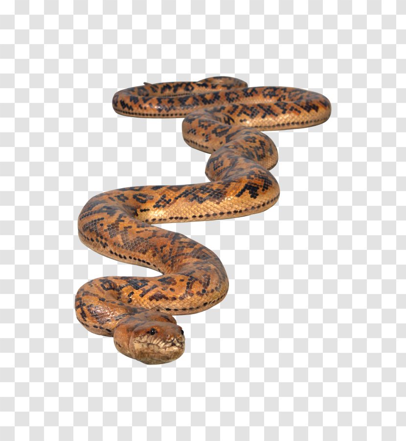 Boa Constrictor Rattlesnake Python Glass Fiber - Scaled Reptile - Snake Transparent PNG