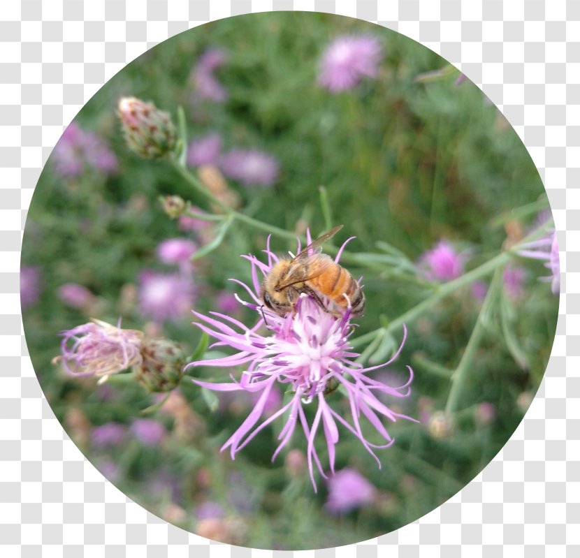 Honey Bee Nectar Transparent PNG