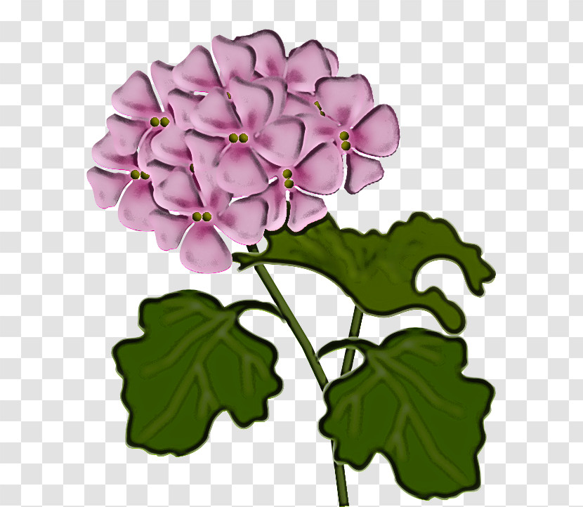 Flower Petal Plant Violet Purple Transparent PNG