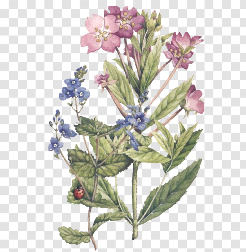 Watercolor: Flowers Watercolor Painting Botanical Illustration Transparent PNG