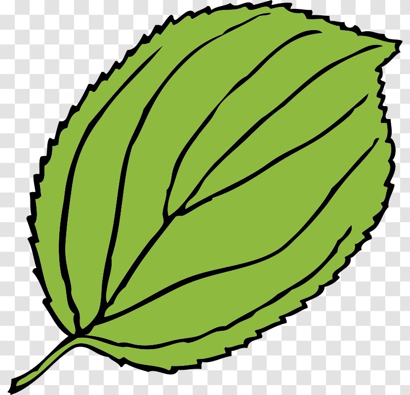 Leaf Green Plant Tree Transparent PNG