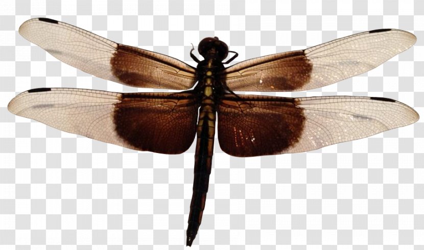 Dragonfly Widow Skimmer - Insect Wing Transparent PNG