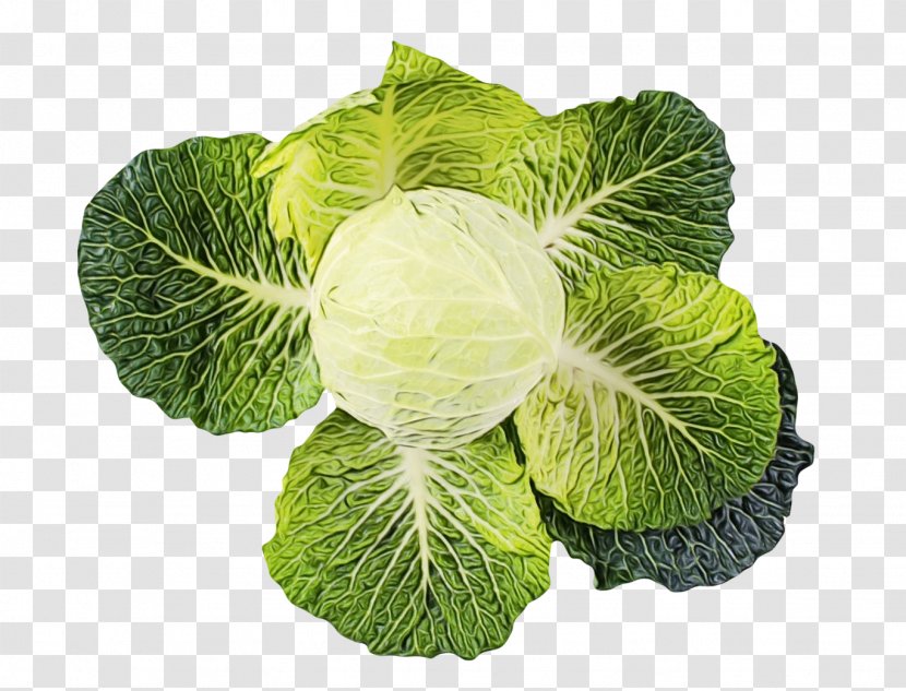 Vegetables Cartoon - Greens - Brassica Leaf Vegetable Transparent PNG