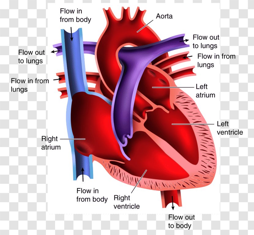Anatomy Of The Heart Diagram Drawing - Tree Transparent PNG