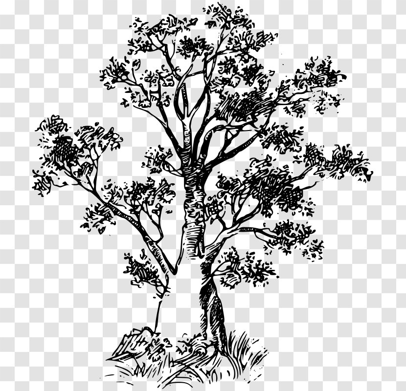 Baobab Clip Art - Branch - Tree Pull Down Transparent PNG