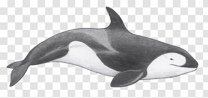 Tucuxi Killer Whale Rough-toothed Dolphin Short-beaked Common White-beaked - Shortbeaked - Pod Transparent PNG