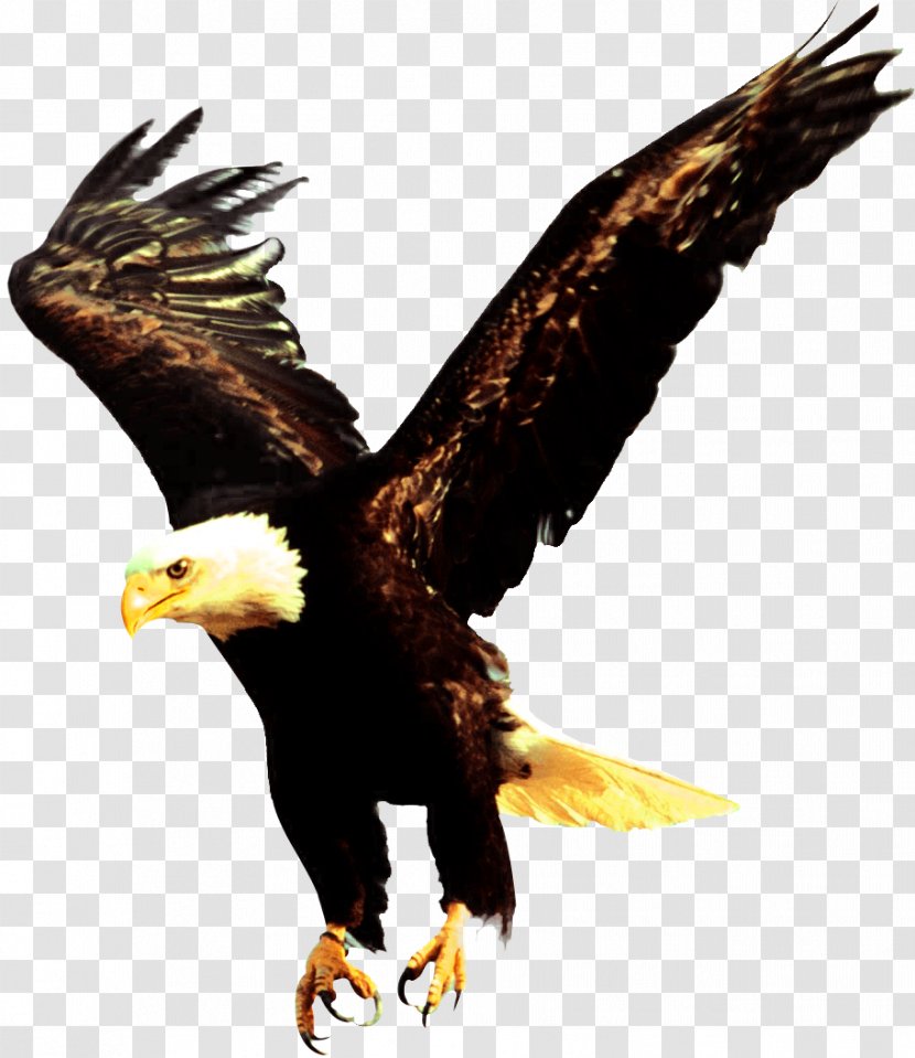 Bald Eagle Endangered Species Desktop Wallpaper Image - Beak Transparent PNG