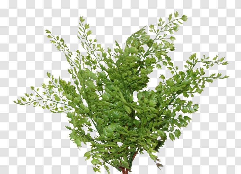 Adiantum Capillus-veneris Stock Photography Fern Plant - Maidenhair - Greenery Transparent PNG