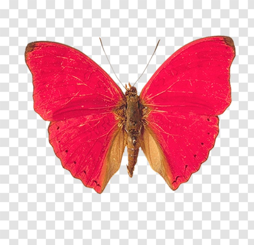 Butterfly Clip Art - Wing Transparent PNG