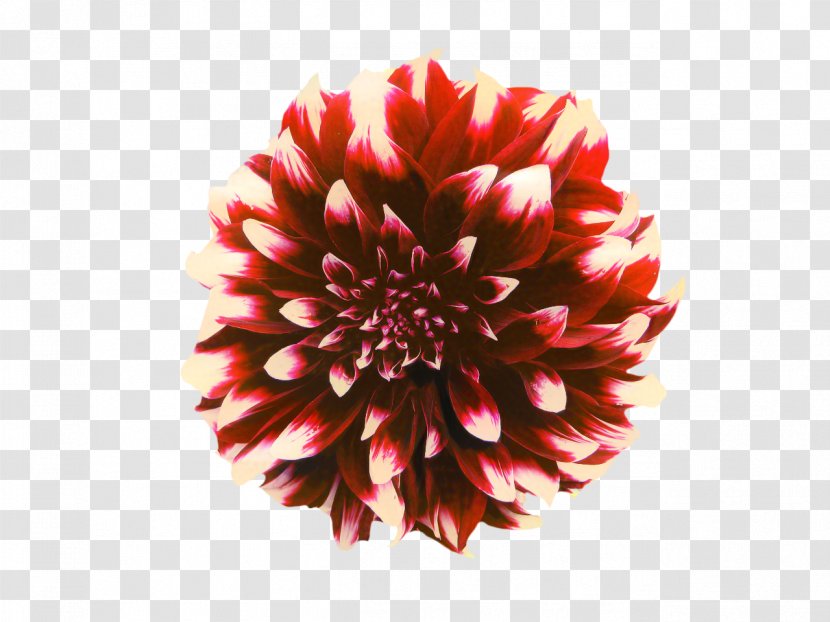 Flowers Background - Dahlia - Artificial Flower Daisy Family Transparent PNG
