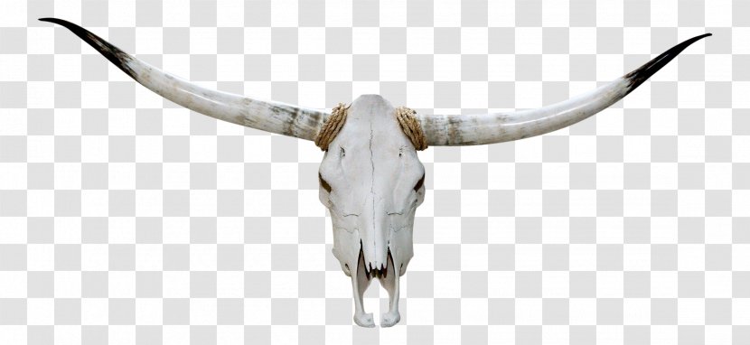 Texas Longhorn English Skull - Human Height - Wing Transparent PNG