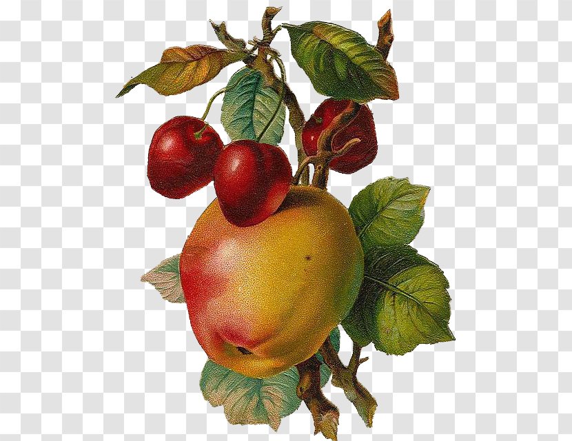 Fruit Free Content Apple Clip Art - Stockxchng - Renaissance-style Hand-painted Apples And Cherries Transparent PNG