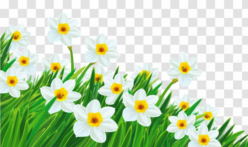 Flower Free Content Clip Art - Amaryllis Family - Daffodils Images Transparent PNG