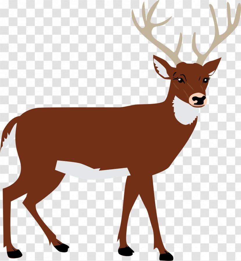 White-tailed Deer Red Moose Reindeer - Elk Transparent PNG