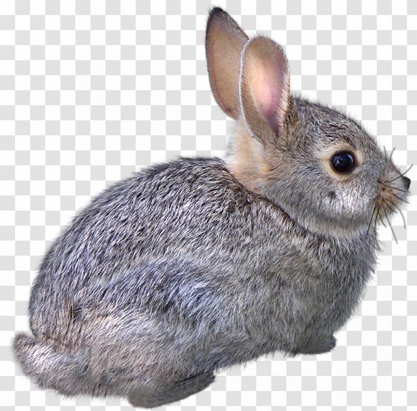 Domestic Rabbit Easter Bunny Hare Cat Animal - Organism - Creative Sketch Animals,rabbit Transparent PNG