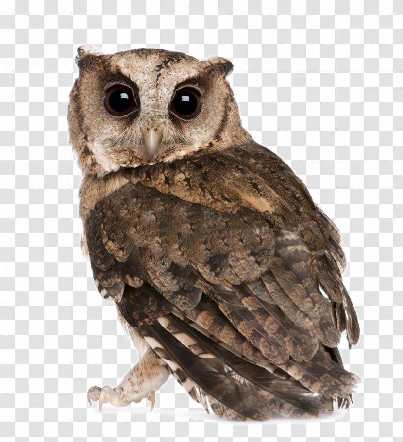 Indian Scops Owl Oriental Bird Stock Photography - Royaltyfree - Lovely Transparent PNG