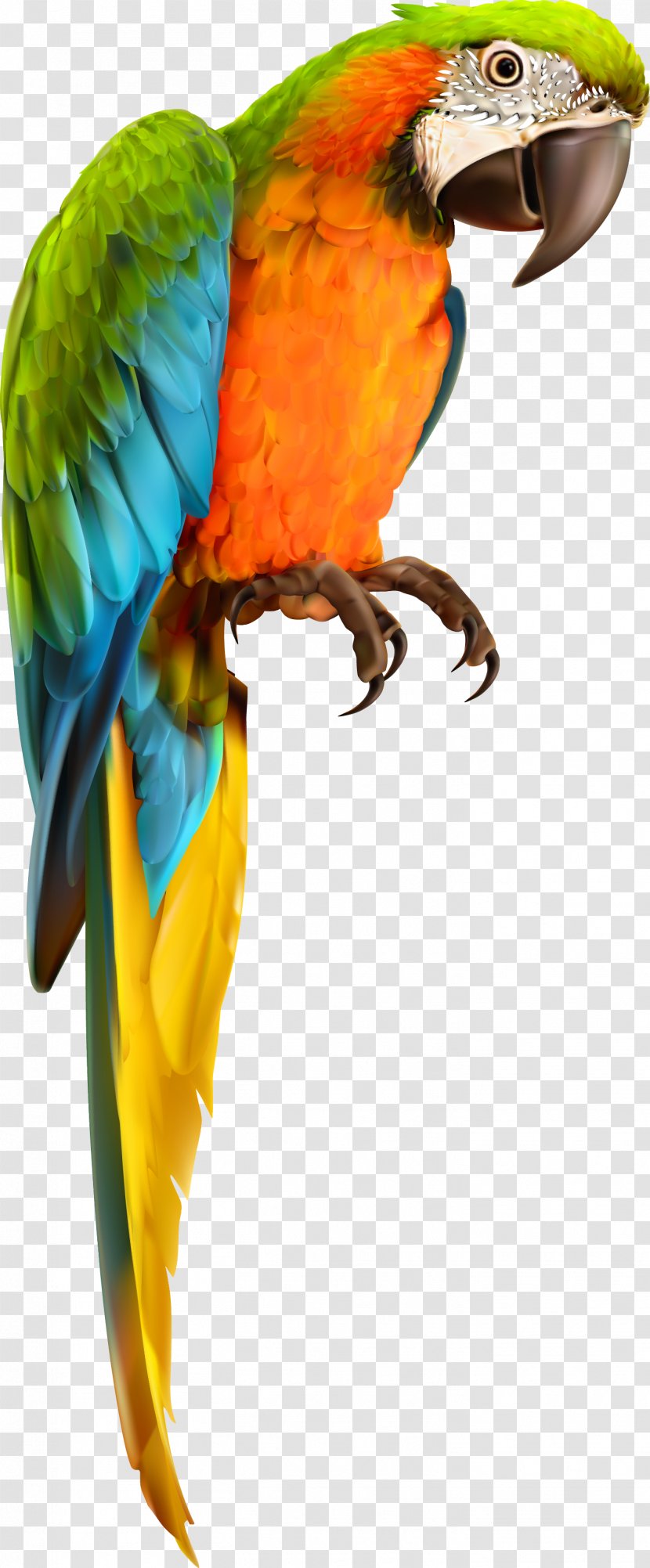 Parrot Bird Animal Vector Material - Wing - Macaw Transparent PNG
