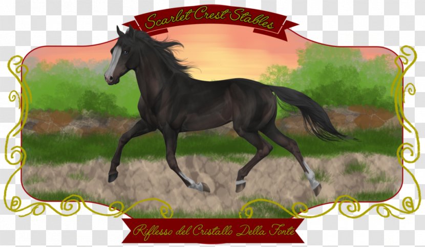 Mane Mustang Stallion Foal Colt - Livestock - Refusing To Cheat And Discipline Transparent PNG