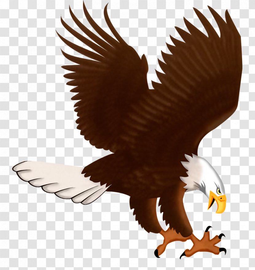 MVS Natural Products Bald Eagle Clay High School Oregon Schools Foundation Christ United Methodist Church - Bird Of Prey - NATURAL PRODUCT Transparent PNG