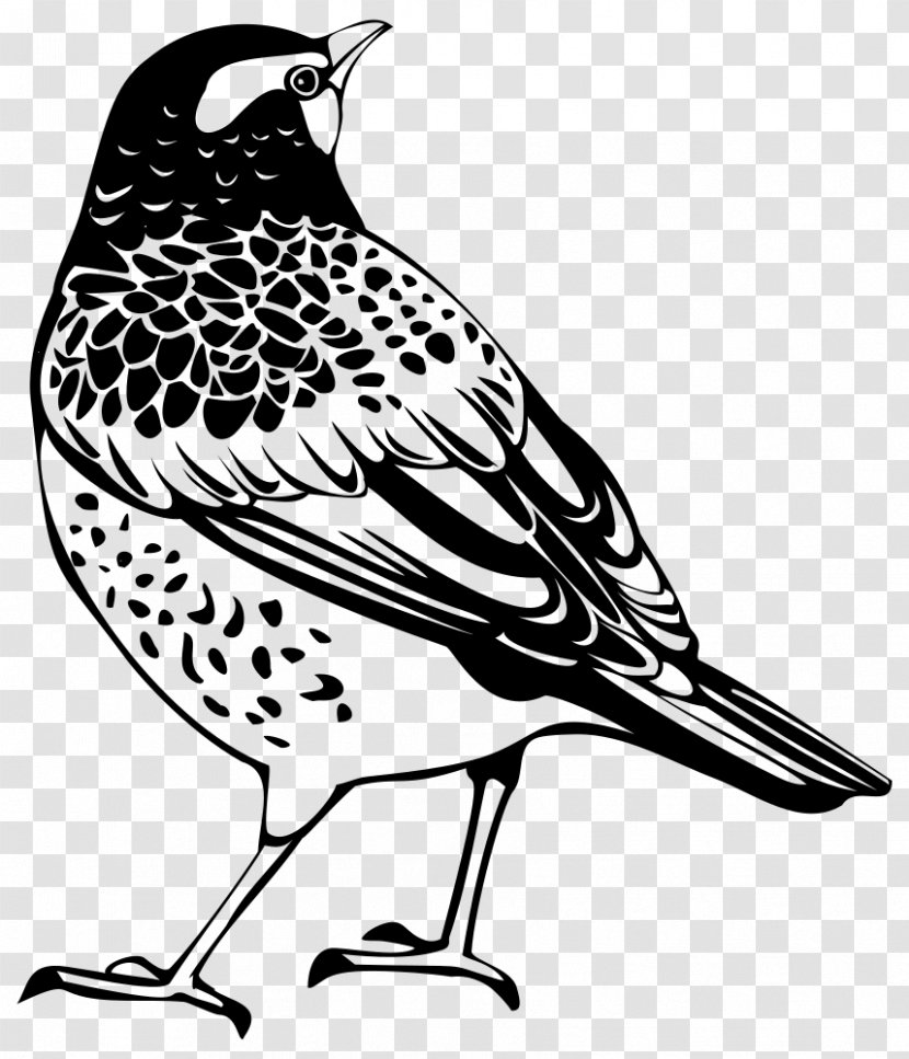 Bird Thrush Clip Art - Black And White - Silhouette Transparent PNG