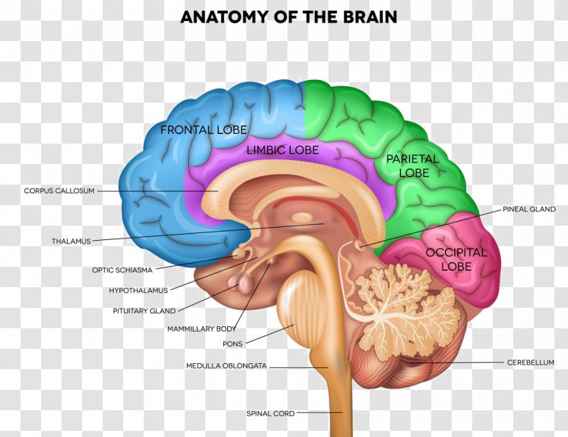 Human Brain Anatomy Body Sagittal Plane - Cartoon Transparent PNG