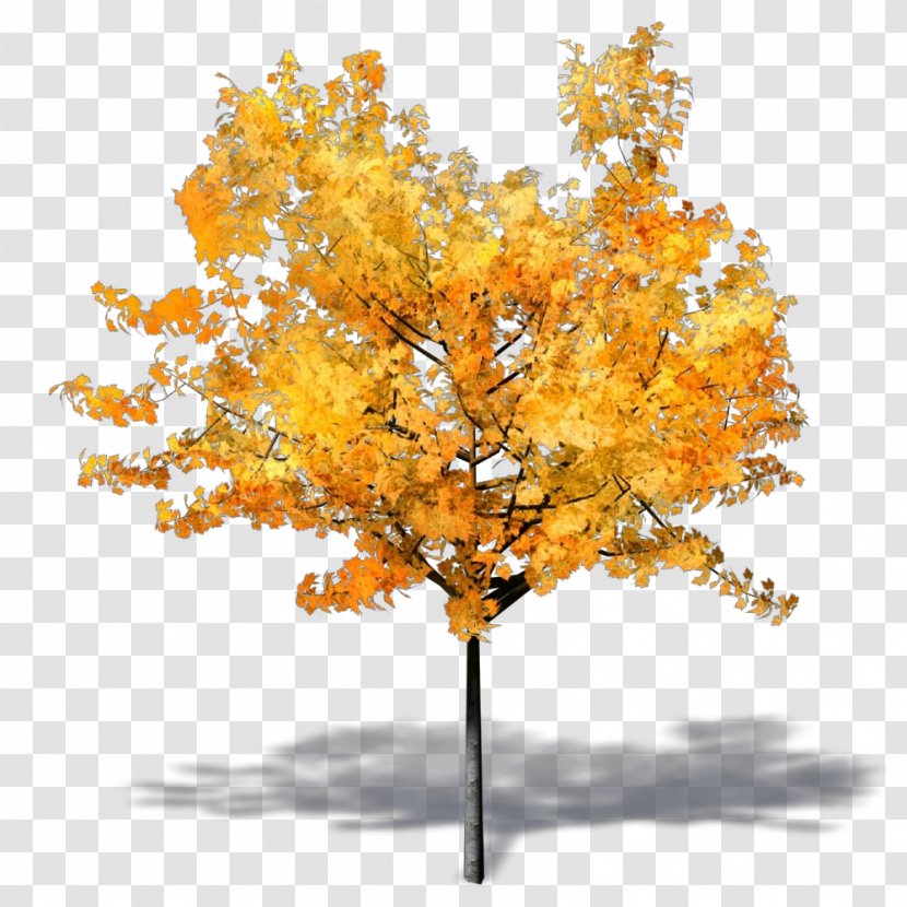 Orange - Twig - Maple Transparent PNG