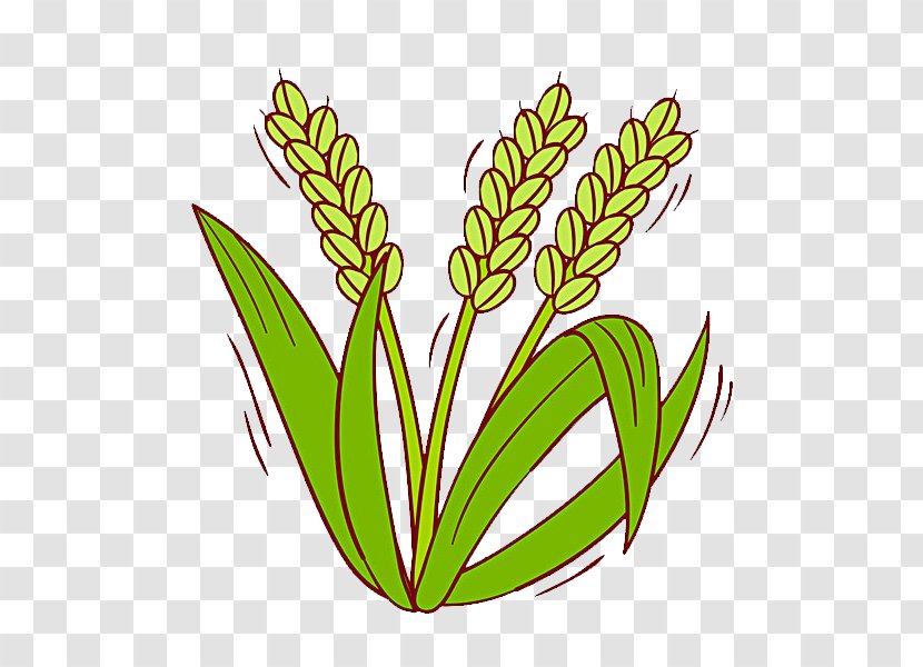 Oryza Sativa Rice Cereal Clip Art Transparent PNG