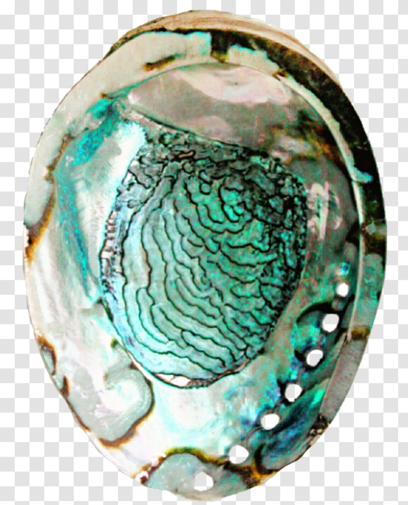 Abalone Aqua - Teal - Paperweight Gemstone Transparent PNG