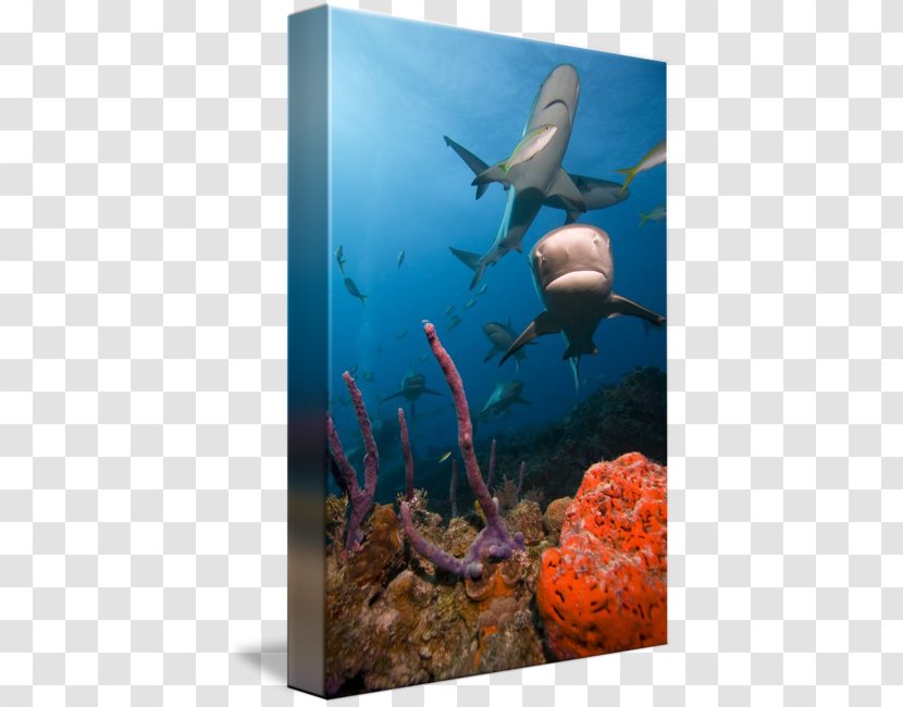 Ecosystem Freshwater Aquarium Coral Reef Marine Biology Transparent PNG