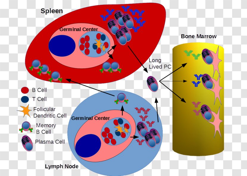 B Cell Germinal Center Plasma Antibody - Heart - Frame Transparent PNG