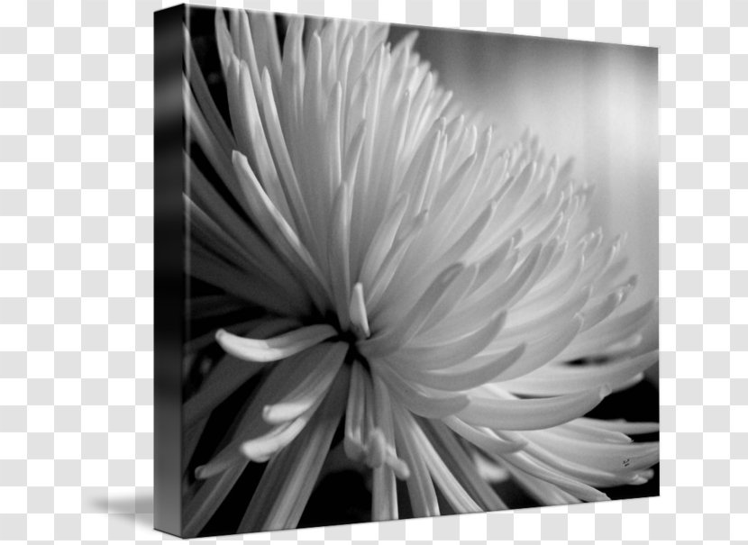 Monochrome Photography Still Life Flower - Stock - Small Chrysanthemum Transparent PNG