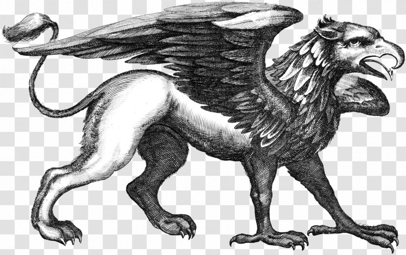 Historiae Naturalis De Quadrupedibus Lion Legendary Creature Drawing - Mythology Transparent PNG