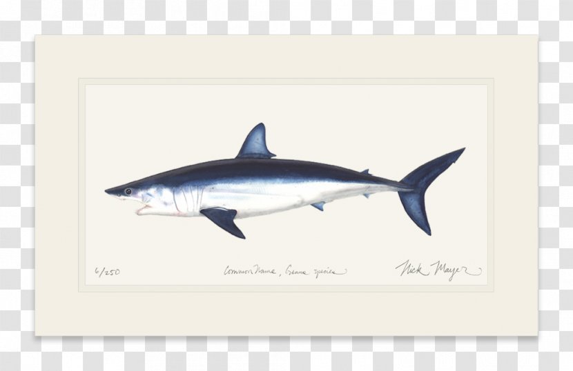 Great White Shark Isurus Oxyrinchus International Game Fish Association Fin - Cartilaginous Transparent PNG