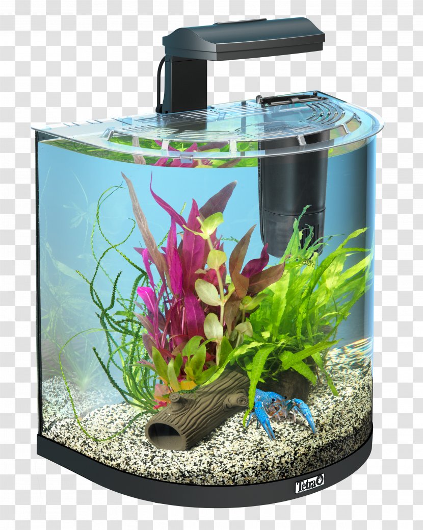 Siamese Fighting Fish Aquarium Tetra Fishkeeping Goldfish - Only - Das Transparent PNG