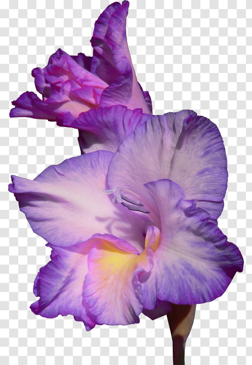 Floral Flower Background - Irises - Violet Family Cattleya Transparent PNG