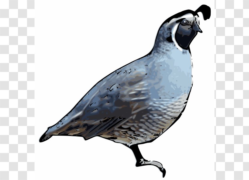 California Quail Drawing Clip Art - Photography - Cliparts Transparent PNG