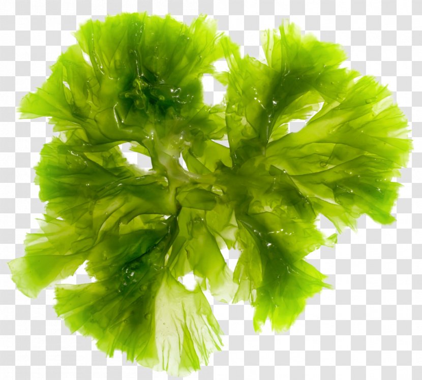 Brown Algae Seaweed Green Red - Herb - Weed Transparent PNG