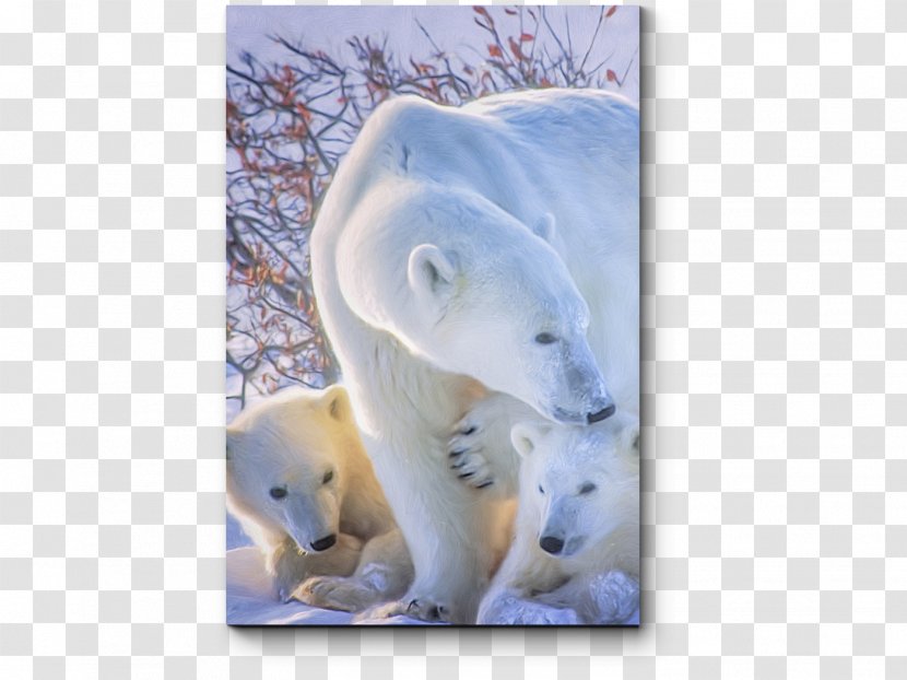Polar Bear Wrangel Island Basabizitza - Wildlife Transparent PNG