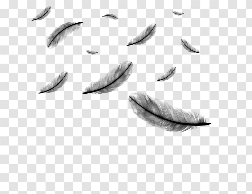 Clip Art Feather Vector Graphics Image - Falling Leaves Angel Feathers Transparent PNG