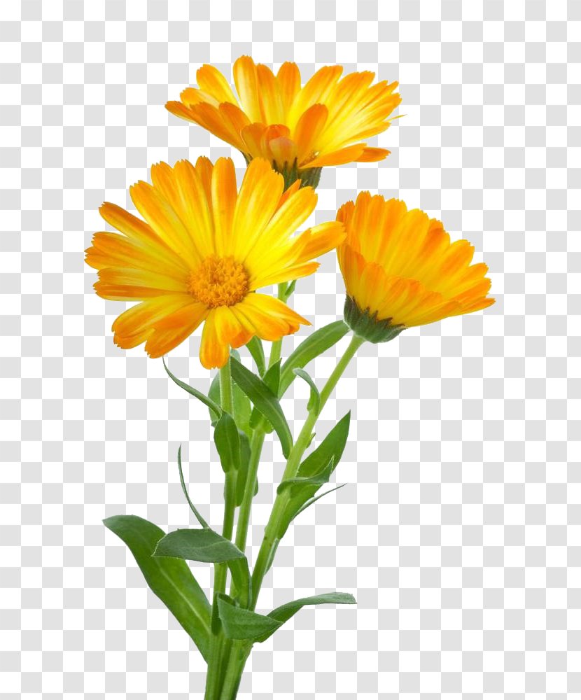 Calendula Officinalis Stock Photography Royalty-free Clip Art - Flowering Plant - Three To Pull The Material Marigold Free Transparent PNG
