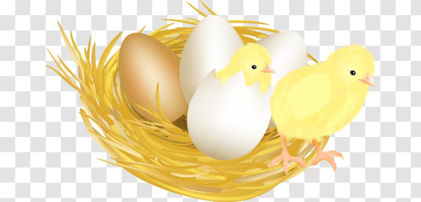 Chicken Meat Eggshell Drawing - Yellow Transparent PNG