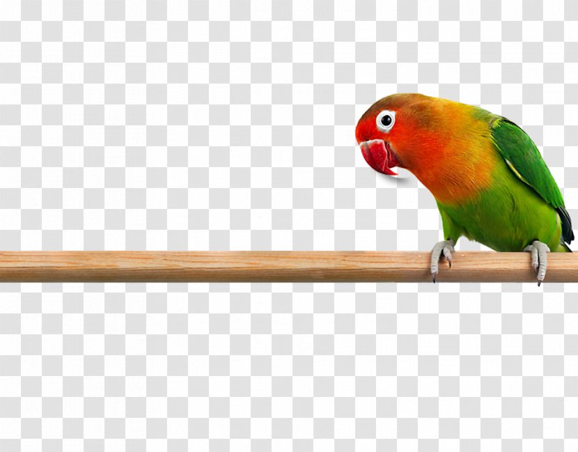 Rosy-faced Lovebird Parrot Budgerigar Cockatiel - Wing - Love Birds Transparent PNG