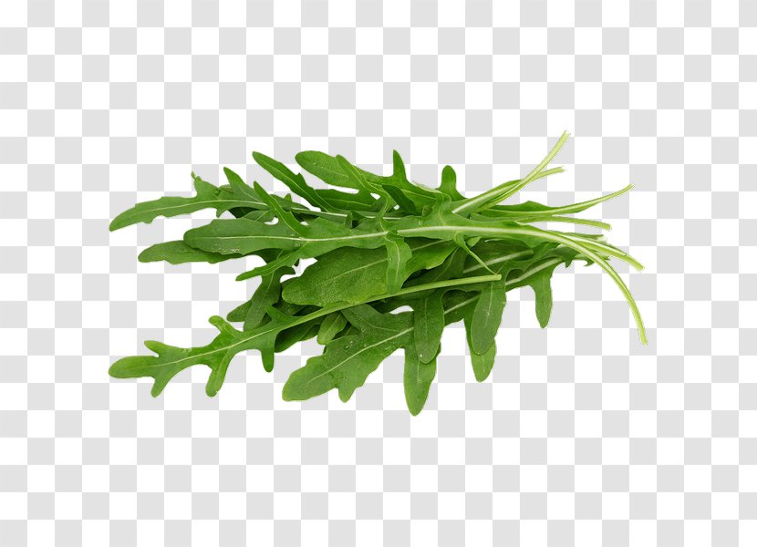 Arugula Organic Food Lettuce Leaf Vegetable Salad - Spring Greens - Rucola Transparent PNG