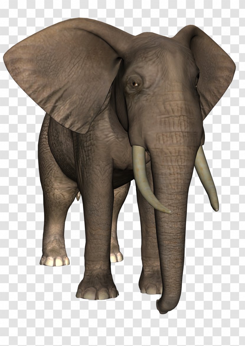 Indian Elephant African Tusk Wildlife - Frame - Elefant Transparent PNG